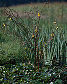 Ludwigia longifolia