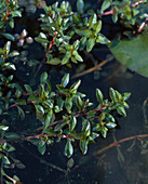 Ludwigia repens