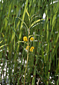 Lysimachia thyrsiflora