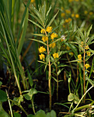 Lysimachia thyrsiflora (swamp loosestrife)