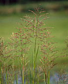 Phragmites communis