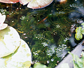 Ceratophyllum demersum (Hornwort)