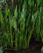 Pontederia lanceolata