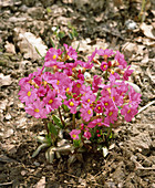 Primula ROSEA