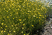 Ranunculus flammula