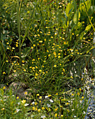 Ranunculus flammula