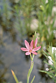 Schizostylis coccinea