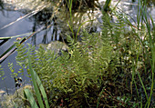 Thelypteris thelypteroides