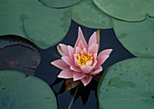 Nymphaea 'Rose Arey' (Water lily)