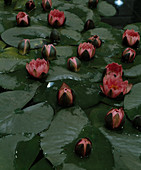 Nymphaea 'Mr. James Brydon'