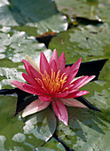 Nymphaea 'Newton'