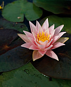 Nymphaea 'W.B.Shaw'