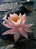 Nymphaea 'W.B.Shaw'