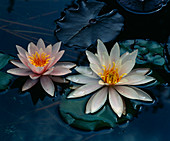 Nymphaea hybrid