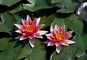 Nymphaea