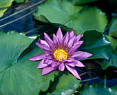 Nymphaea Hybride