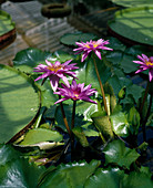 Nymphaea hybrid