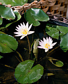 Nymphaea X Daubenyana