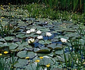 Nymphaea tuberosa 'Pöstlingsberg'