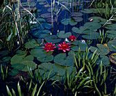 Nymphaea X Hybride 'Escarboucle'