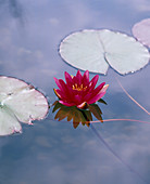 Nymphaea X hybrid