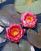 Nymphaea hybrid