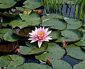 Nymphaea X hybrid 'fritz Junge 'Water lily