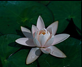 Nymphaea 'Marliacea Carnea'