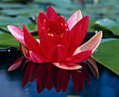 Nymphaea 'Escarboucle'