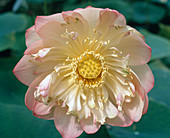 Nelumbo nucifera