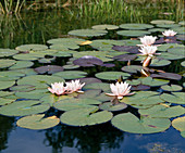 Nymphaea