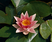 Nymphaea