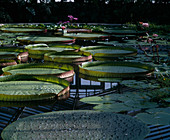 Victoria amazonica