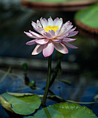 Nymphaea gigantea