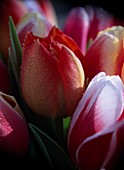 Tulipa hybr. (tulip flowers)