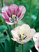 Tulipa - Hybr. 'Shirley'