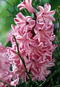 Hyacinthus orientalis 'Fondant'