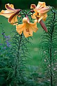 Lilium Hybride 'Royal Gold', Aurelian-Hybride, intensiv duftend