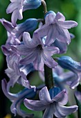Hyacinthus orientalis 'Delft Blue'