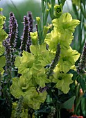 Gladiolus 'Green Star', 'Baldur' (gladiolus)