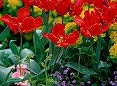Tulipa 'Rococo' (Rote Papageitulpen)