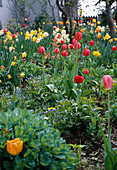 Tulip meadow (tulips)