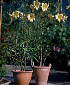 Lilium 'African Queen'