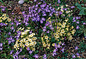 Chionodoxa (Snowdrop) and Primula (Primroses)