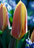 Tulipa 'Authority'