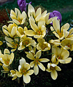 Crocus chrysanthus