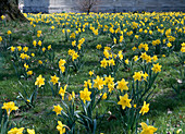 Daffodil meadow