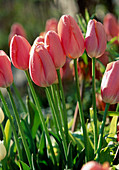 Tulipa 'Menton' (tulips), single late French tulips