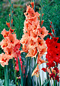 Gladiolus hybride