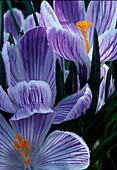 Crocus vernus 'Ladykiller' Crocus